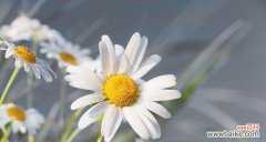 揭秘小雏菊被视为不吉利的原因 小雏菊的吉凶之谜