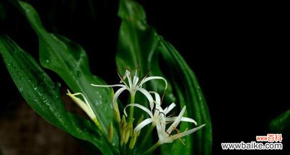 揭开文殊兰花背后的秘密 文殊兰的花语与意义