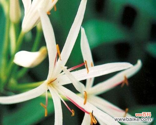 揭开文殊兰花背后的秘密 文殊兰的花语与意义