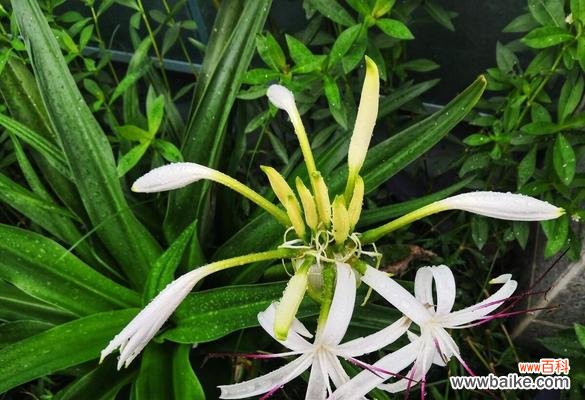 揭开文殊兰花背后的秘密 文殊兰的花语与意义