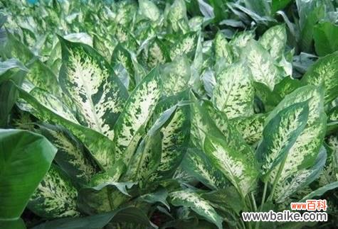 生命的坚韧与希望 万年青的象征与寓意