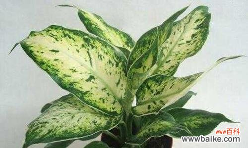 生命的坚韧与希望 万年青的象征与寓意