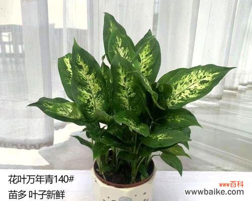 揭秘万年青开花的花语和传说 万年青开花,吉祥之兆