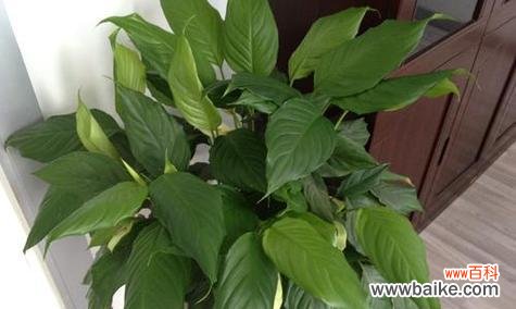 生命的延续与希望的滋生 万年青开花的寓意及象征意义