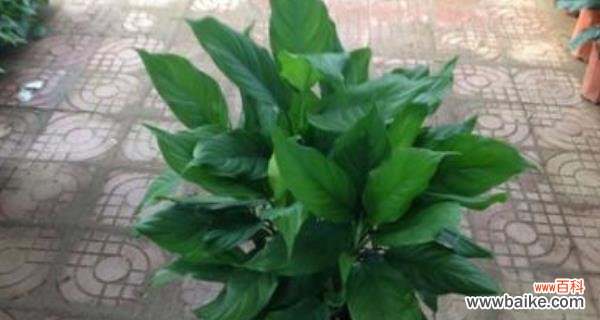 生命的延续与希望的滋生 万年青开花的寓意及象征意义