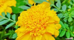 揭秘万寿菊的花语及养护技巧 万寿菊