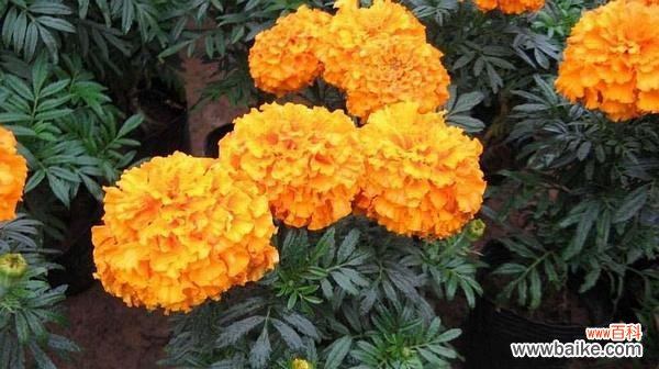 探索万寿菊的内涵与象征意义 万寿菊花语的深意