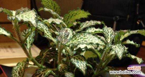 传递美丽与希望的网纹草 网纹草的花语