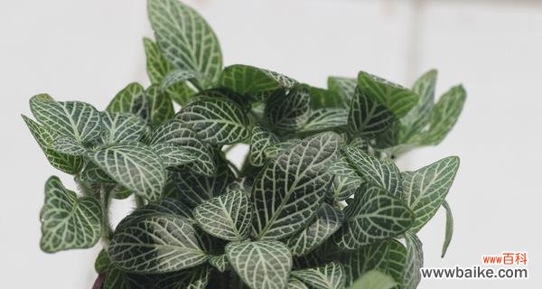 传递美丽与希望的网纹草 网纹草的花语