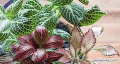 揭示网纹草传递的祝福和力量 网纹草的寓意与象征意义