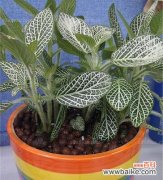 探索自然与生命的奥秘 网纹草的寓意与象征