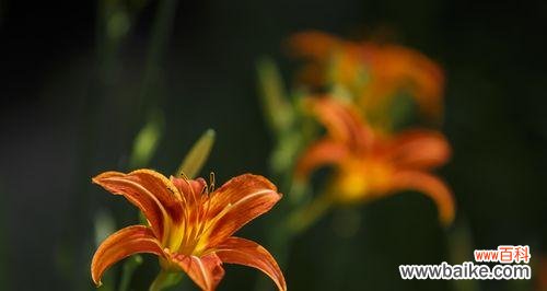 探索忘忧草的起源 忘忧草