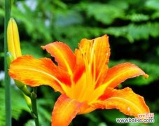 探索忘忧草的起源 忘忧草