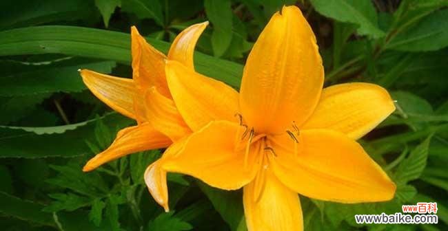 探寻忘忧草的花语和神秘传说 忘忧草花语与传说