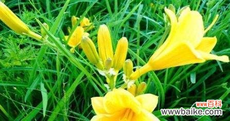 探寻忘忧草的花语和神秘传说 忘忧草花语与传说