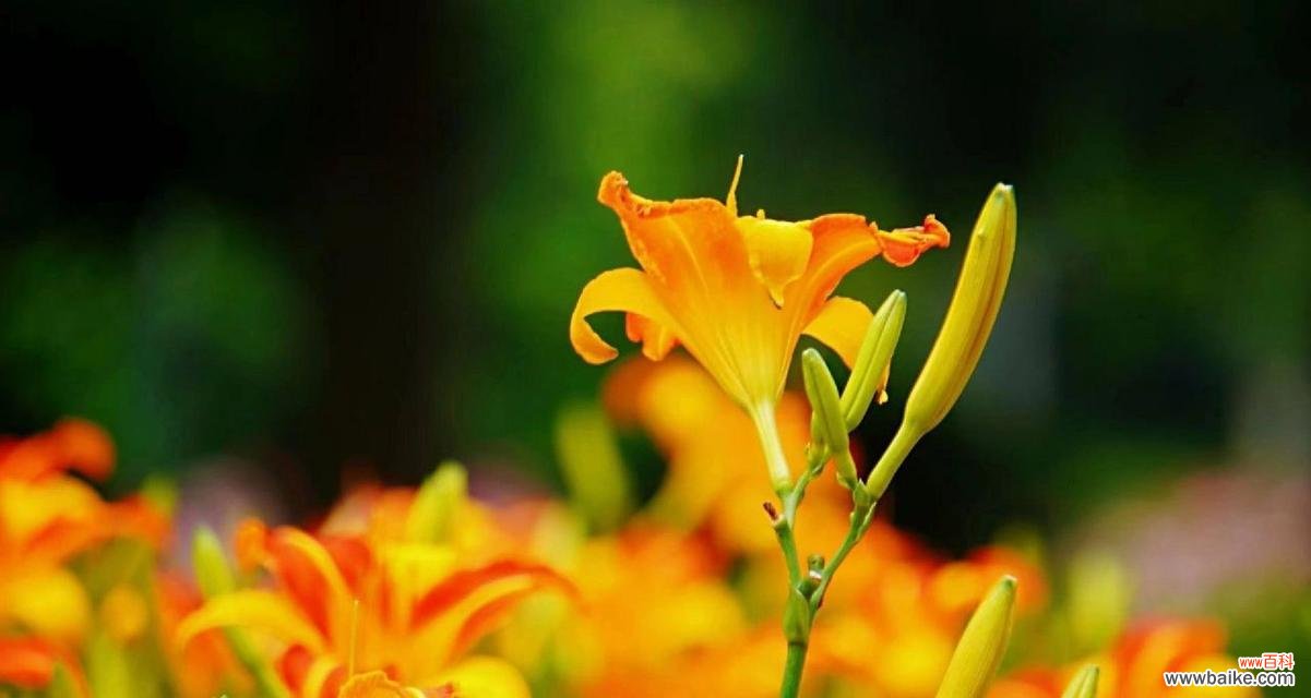 探寻忘忧草的花语和神秘传说 忘忧草花语与传说