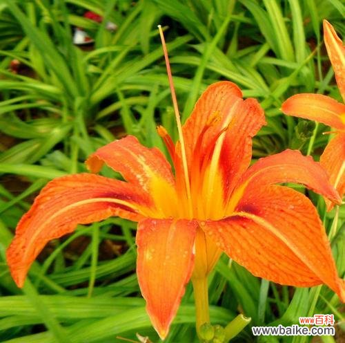 解忧神草 忘忧草的神奇功效