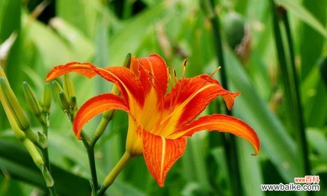 解忧神草 忘忧草的神奇功效