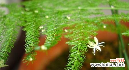 传递生命的力量与希望 文竹之永恒