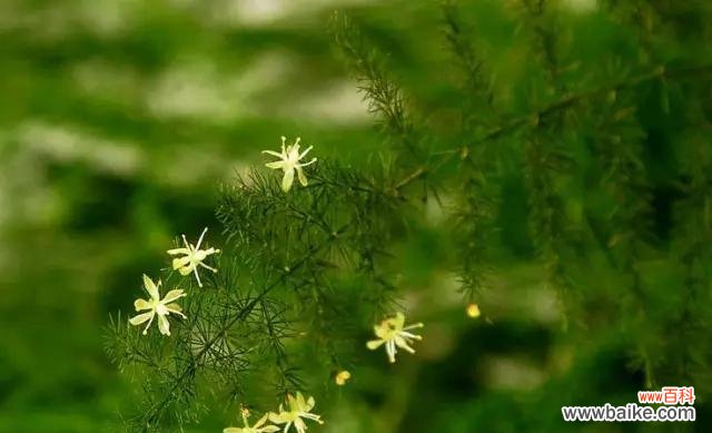 传递生命的力量与希望 文竹之永恒