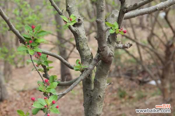海棠花病害及防预大全
