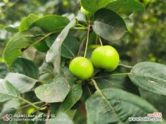 海棠花病害及防预大全