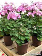 天竺葵病虫害及防治办法