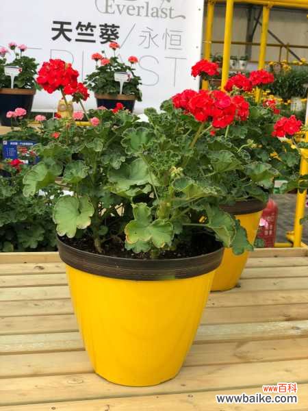 天竺葵病虫害及防治办法