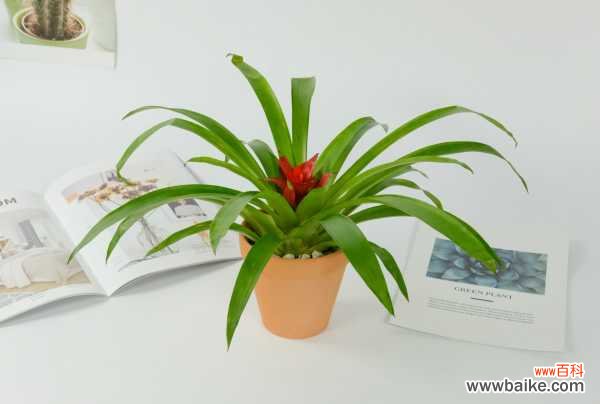 鸿运当头的虫害及防治方法