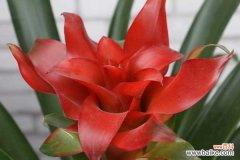 鸿运当头的虫害及防治方法