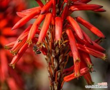 芦荟常见虫害有哪些