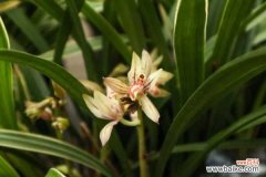 兰花为什么黄叶子，变黄后怎么补救？