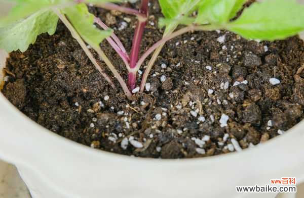 小丽花的病虫害及其防治