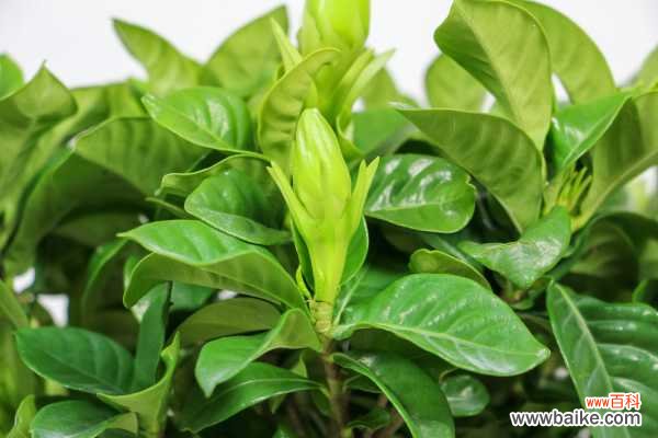 栀子花为什么黄叶：浇水、施肥、光照不当导致