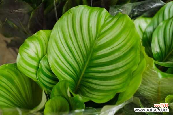 圆叶竹芋的虫害防治