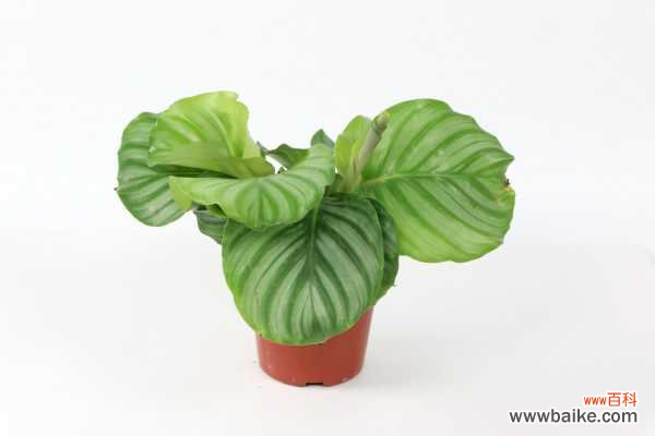 圆叶竹芋的虫害防治