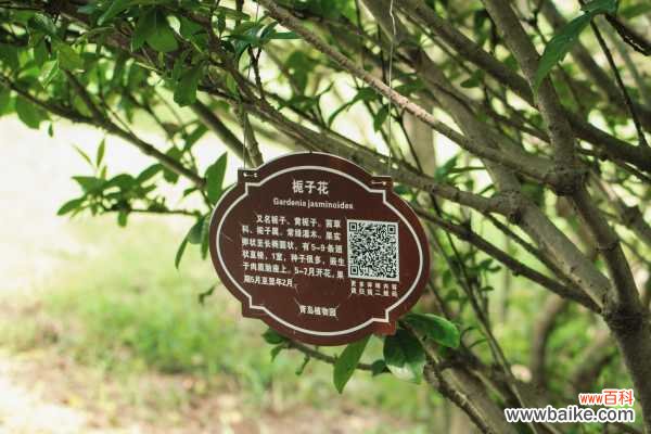 栀子花老黄叶子,花苞变黑怎么办?