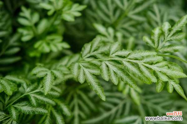 凤尾蕨的病虫害及其防治