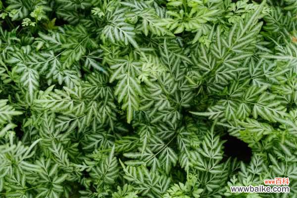 凤尾蕨的病虫害及其防治