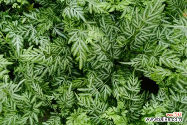 凤尾蕨的病虫害及其防治