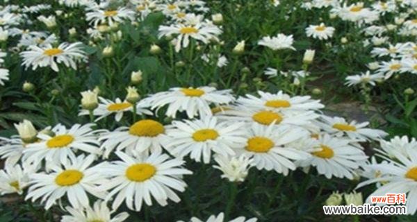 白晶菊开花代表什么?花语和寓意有哪些?