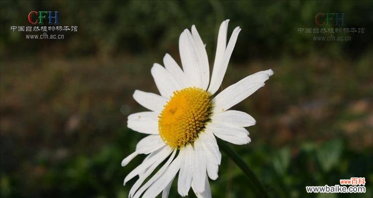 白晶菊开花代表什么?花语和寓意有哪些?