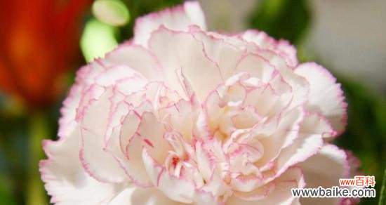 白康乃馨的花语代表什么？购买时需要注意什么？