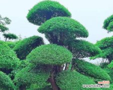 白蜡树在风水中的作用是什么？它有哪些寓意？