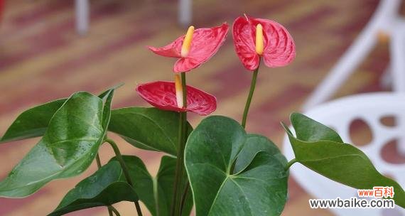 白红掌花代表什么意思?花语和象征意义是什么?