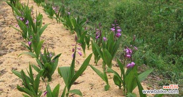 白芨开花时间是什么时候?花语和寓意有哪些?