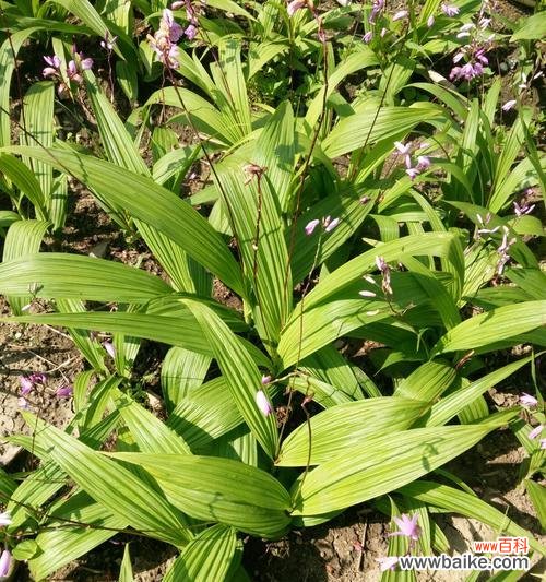 白芨开花时间是什么时候?花语和寓意有哪些?