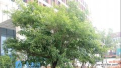 白蜡树的风水寓意是什么？摆放位置有何讲究？