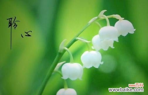 白铃兰的花语是什么意思?白铃兰寓意有哪些常见问题?