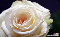 白玫瑰花代表什么意思？如何正确解读白玫瑰的花语？
